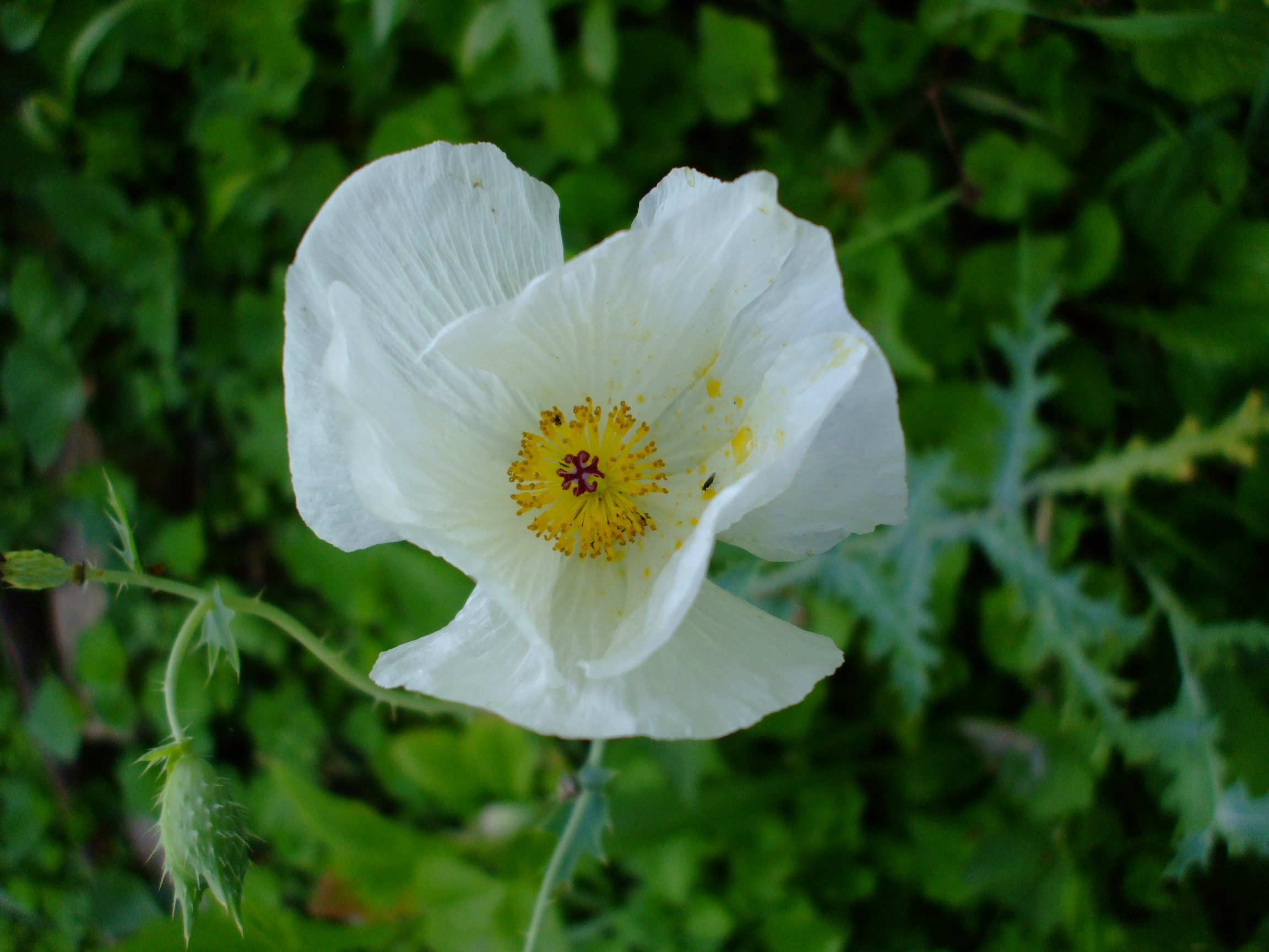 Argemone albiflora